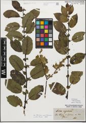 Foto von Salix myrsinifolia Salisb.